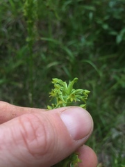 Habenaria parviflora
