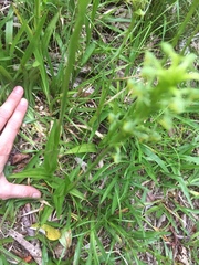 Habenaria parviflora