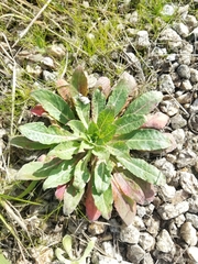 Oenothera elata hookeri