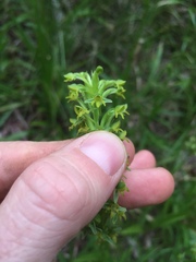 Habenaria parviflora
