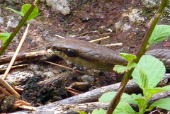 Mastigodryas danieli