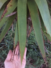 Vriesea altodaserrae