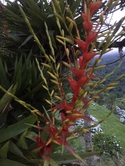 Vriesea altodaserrae