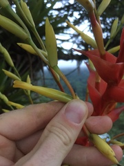 Vriesea altodaserrae