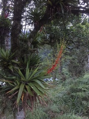 Vriesea altodaserrae