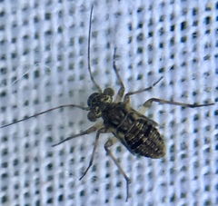 Mesopsocus