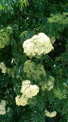 Sambucus cerulea