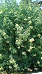 Sambucus cerulea