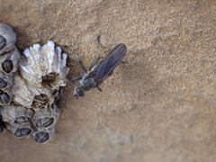 Oedoparena glauca