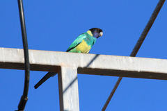 Barnardius zonarius zonarius