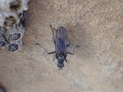 Oedoparena glauca