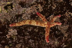 Linckia columbiae