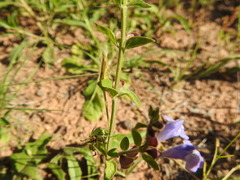 Scutellaria drummondii
