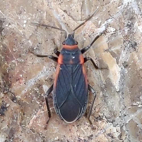 Charcoal Seed Bug photo 6