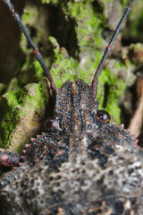 Brochymena affinis