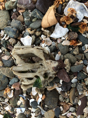 Halichondria bowerbanki