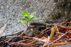 Mastigodryas danieli