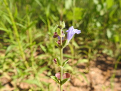 Scutellaria drummondii