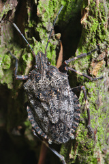 Brochymena affinis