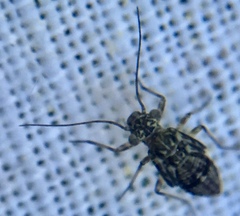 Mesopsocus