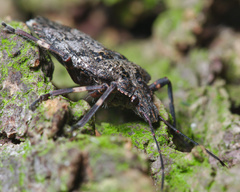 Brochymena affinis