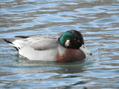 Anas platyrhynchos × Mareca americana