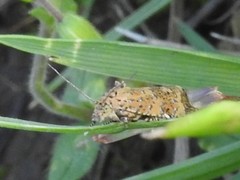 Olethreutes ferrolineana