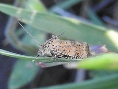 Olethreutes ferrolineana