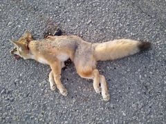 Vulpes macrotis macrotis