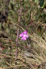 Hemiandra pungens