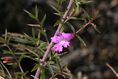 Hemiandra pungens