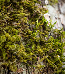 Leucodon andrewsianus