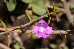 Hemiandra pungens