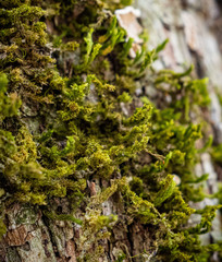 Leucodon andrewsianus