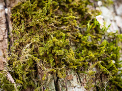 Leucodon andrewsianus