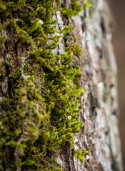 Leucodon andrewsianus