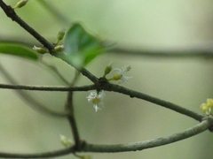 Henriettea flavescens