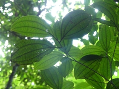 Henriettea flavescens