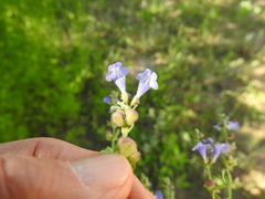 Scutellaria drummondii