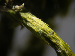 Leucodon andrewsianus