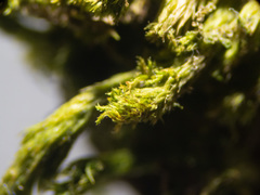 Leucodon andrewsianus