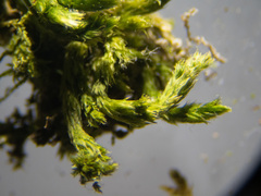 Leucodon andrewsianus