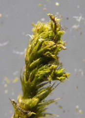 Leucodon andrewsianus