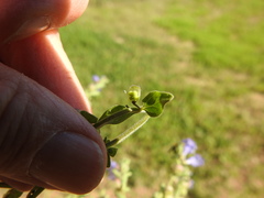 Scutellaria drummondii