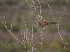 Pseudoseisura gutturalis