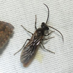 Sphaeropthalma marpesia
