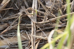 Aiolopus thalassinus