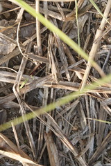 Aiolopus thalassinus