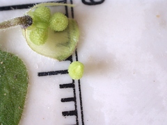 Scutellaria drummondii