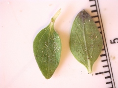 Scutellaria drummondii